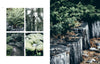 A collection of photos of ferns and plants in a COZY NORDIC GARDEN DESIGN.