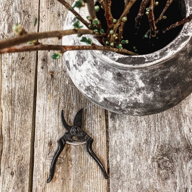 A potted plant with a pair of SECATEURS by BENSON on a wooden table.
