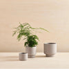 Three Botany Porcelain Plant Pots on a wooden table, designed by Aaron Probyn for Gestalt Haus.