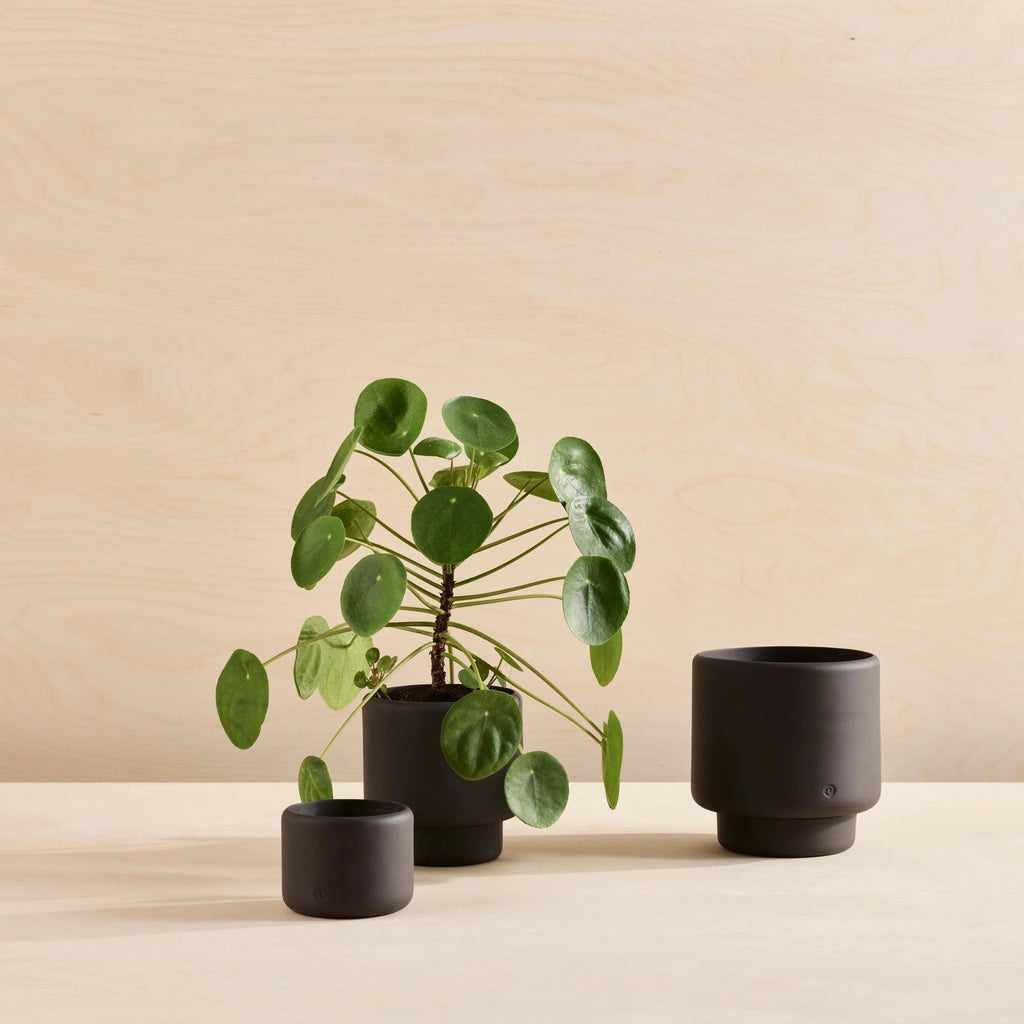 Three BOTANY porcelain plant pots by AARON PROBYN on a wooden table at Gestalt Haus.