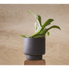 A black BOTANY PORCELAIN PLANT POT with a plant on top of it, made by AARON PROBYN for Gestalt Haus.
