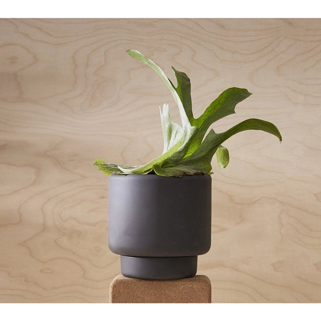 A black BOTANY PORCELAIN PLANT POT with a plant on top of it, made by AARON PROBYN for Gestalt Haus.