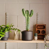 A Gestalt Haus porcelain plant pot sits on a shelf next to other plants.