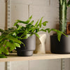 Three Aaron Probyn black porcelain plant pots with a cactus on a Gestalt Haus shelf.