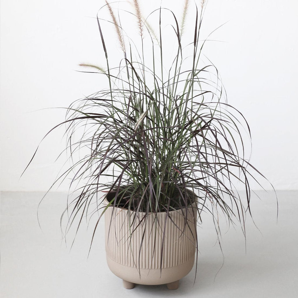 A KRISTINA DAM STUDIO potted plant with long grass in the Gestalt Haus.